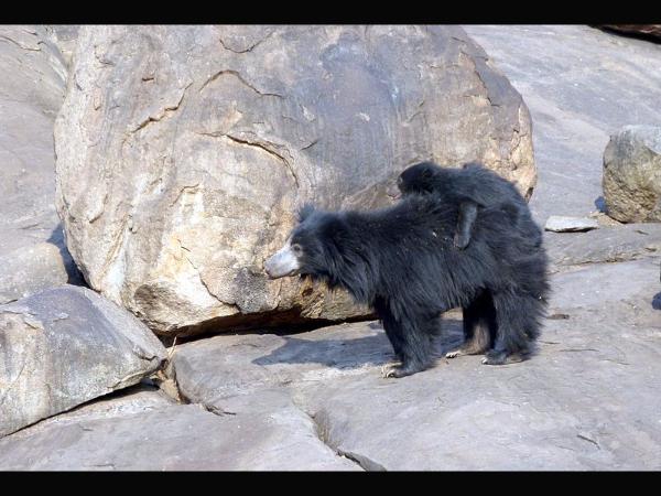 ಕರಡಿಗಳು