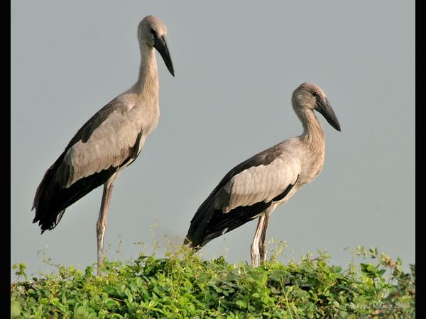 ಕೊಕ್ಕುಗಳಿಗೆ ಆಸರೆಯಾದ ದೇವರ ಮಕ್ಕಳು!