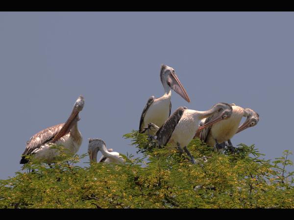 ಕೊಕ್ಕುಗಳಿಗೆ ಆಸರೆಯಾದ ದೇವರ ಮಕ್ಕಳು!