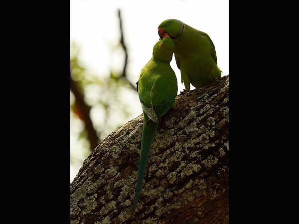 ಕೊಕ್ಕುಗಳಿಗೆ ಆಸರೆಯಾದ ದೇವರ ಮಕ್ಕಳು!