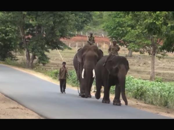 ಸಹ್ಯಾದ್ರಿ ಪರ್ವತದಲ್ಲಿ ನೋಡಲೇ ಬೇಕು ಆನೆಗಳ ಬಿಡಾರ