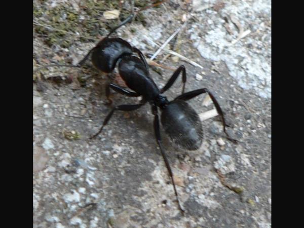 ಇರುವೆಗಳ ಕಾಟವೆ? ಇರುವೆ ದೇವಾಲಯದಲ್ಲಿ ಪ್ರಾರ್ಥಿಸಿ!