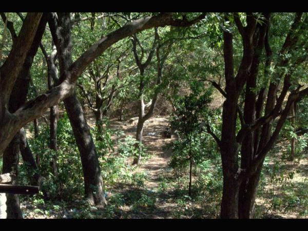 ಮೊನಚಾದ ಏರಿಕೆ