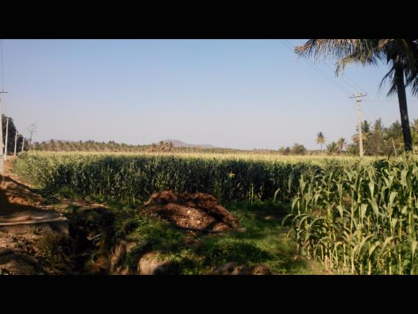 ಪಾರ್ಥಿಸಿ