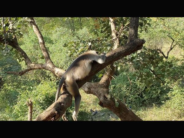 ಘೋಷಿಸಲ್ಪಟ್ಟಿತು