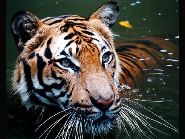 ನಿಶಾಚಾರಿಗಳು