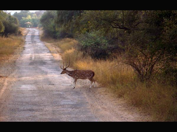 ಬೇಟೆಗಾರರು ಬಿಲದಿಂದ ಹೊರಗೆ!