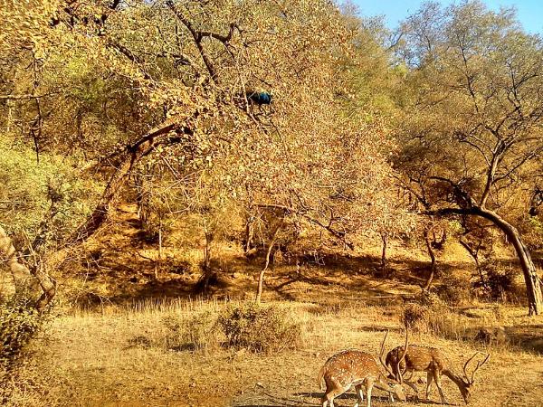ವೈವಿಧ್ಯಮಯ