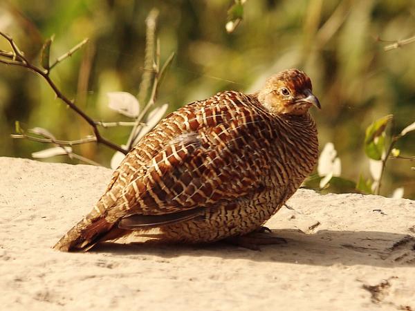 ಹೇಗೆ ತಲುಪಬಹುದು?