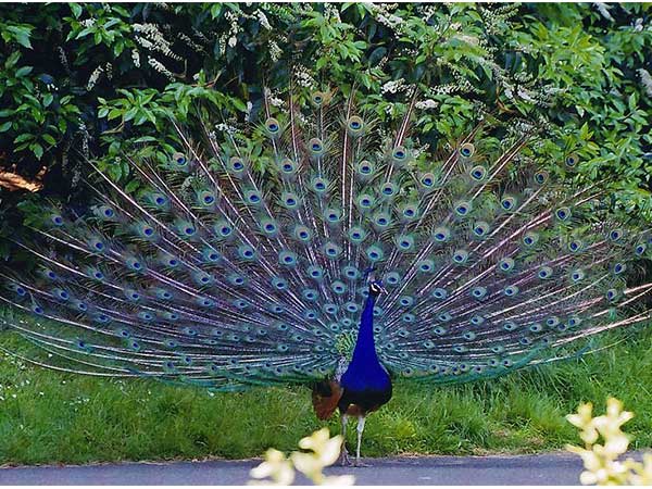 Bankapura Peacock Sanctuary in Haveri