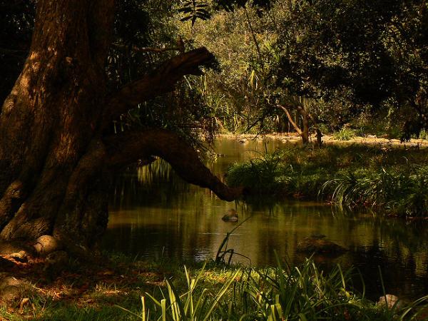 ನವದಂಪತಿಗಳು