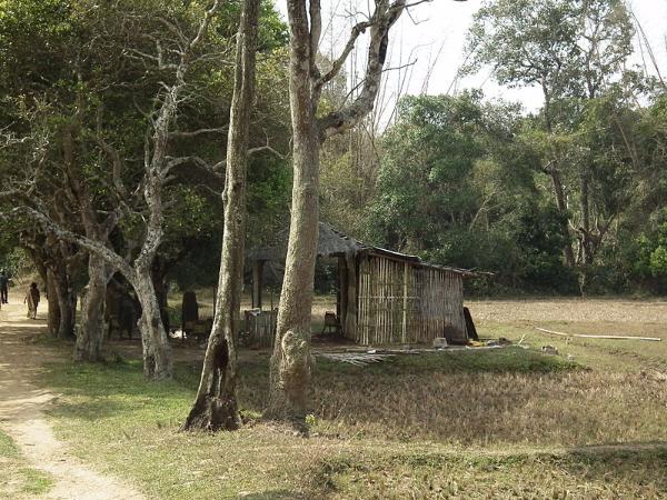 ಕಾಡುಗಳಲ್ಲೆ ನಡೆಯಿರಿ