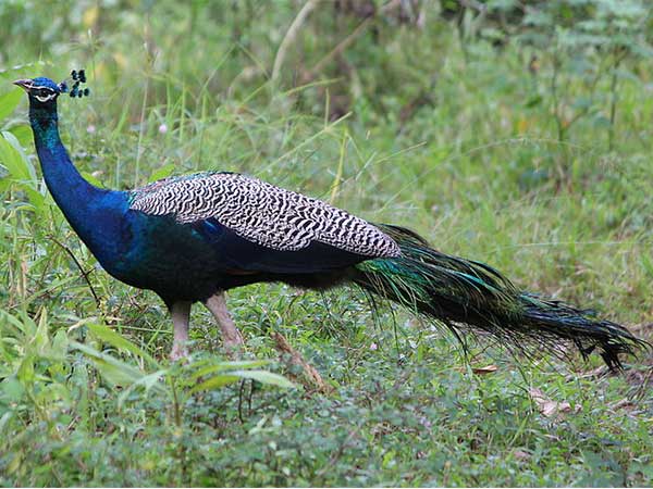 Bankapura Peacock Sanctuary in Haveri