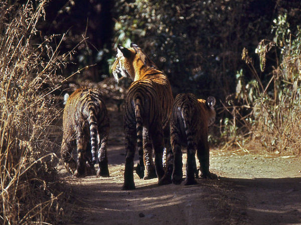 ಜೈಪುರ್-ರಣಥಂಬೋರ್