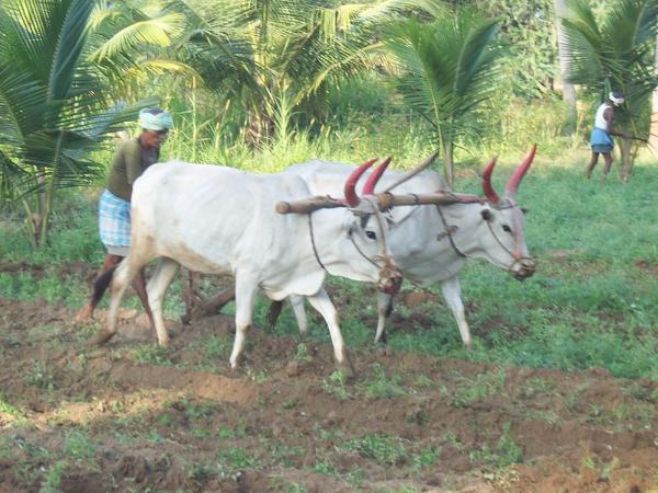 ಸುಳ್ಳು ಹೇಳಿದ ನಂದಿ