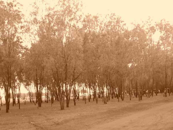 ಹಸಿರಾಗಿದೆ ಹೆಸರಘಟ್ಟ... ಬೈಕ್ ಹತ್ತಿ ಹೊರಡ್ರಪ್ಪ...