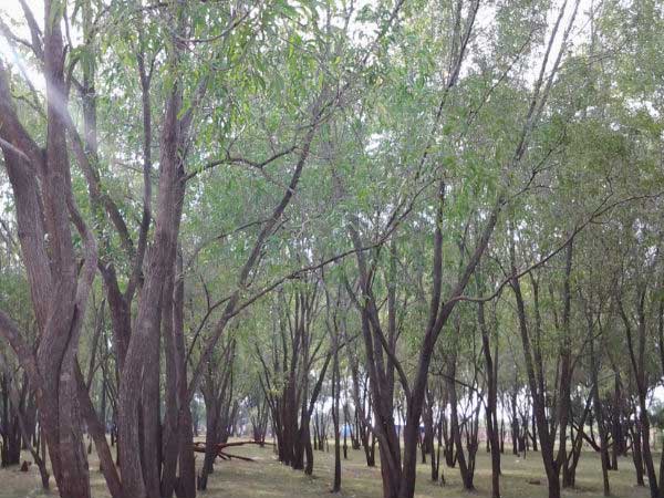 ಹಸಿರಾಗಿದೆ ಹೆಸರಘಟ್ಟ... ಬೈಕ್ ಹತ್ತಿ ಹೊರಡ್ರಪ್ಪ...