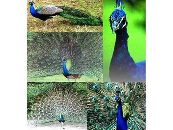 Bankapura Peacock Sanctuary in Haveri