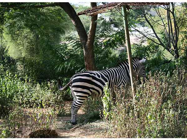 butterfly park bangalore
