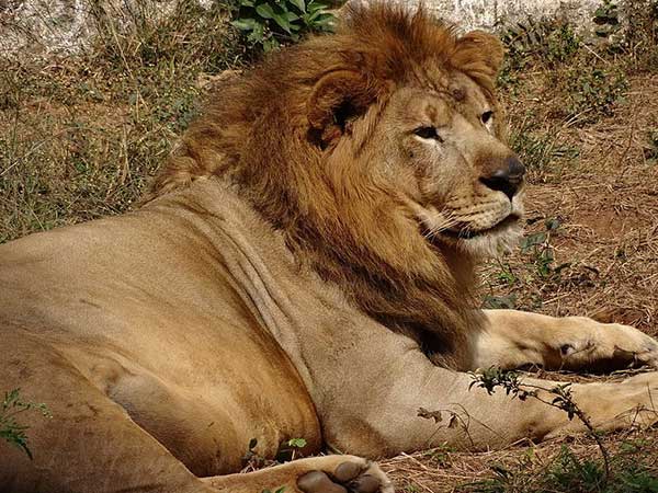 ವನ್ಯ ಧಾಮದ ಉದಯ