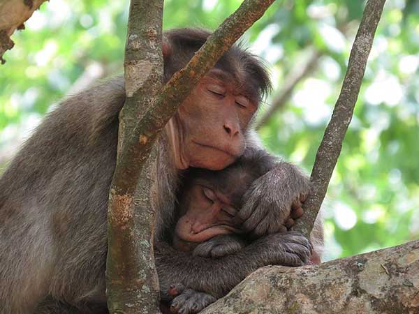 ಇತರ ಪ್ರಾಣಿಗಳು