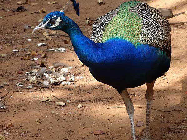 ಇಲ್ಲಿರುವ ಪಕ್ಷಿಗಳು