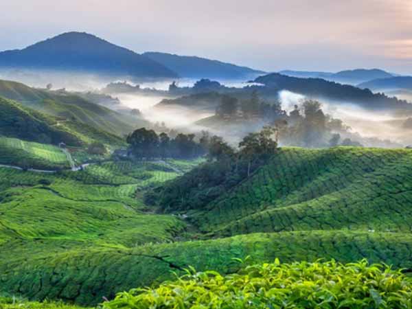 ಚಹಾ ಬೆಳೆ