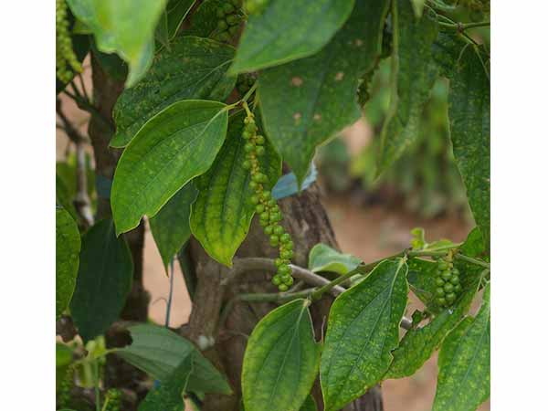 ಕಾಳು ಮೆಣಸು