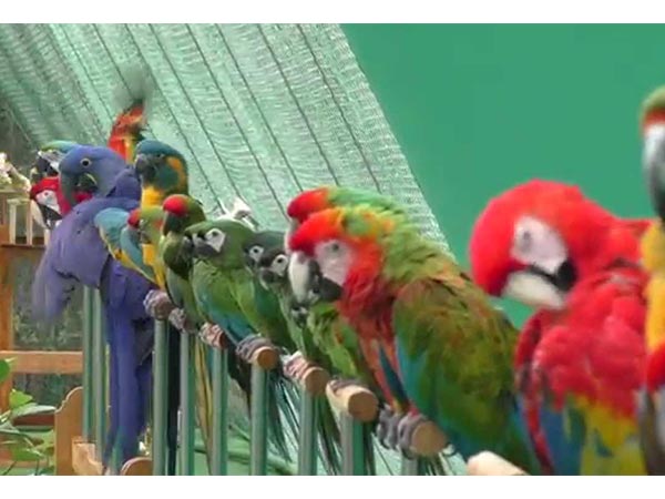 ಆಂಜನೇಯ ಮೂರ್ತಿ