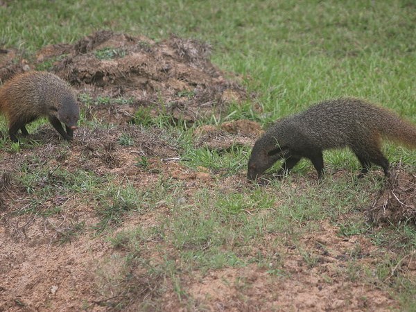 ಬಂಡೀಪುರ ಅಭಯಾರಣ್ಯ
