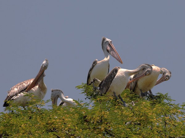 ಕೊಕ್ಕರೆ ಬೆಳ್ಳೂರು ಪಕ್ಷಿಧಾಮ