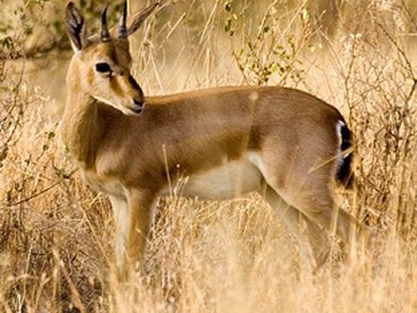 ಚಿಂಕಾರ ವನ್ಯಧಾಮ