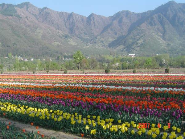 ಟುಲಿಪ್ ಉದ್ಯಾನ