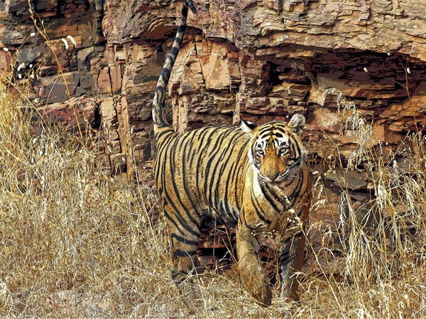 Tiger Sightings In India