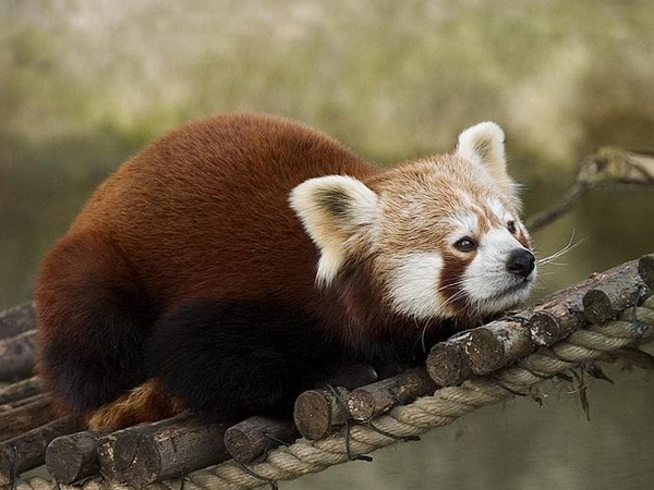 ವರ್ಸೆ ರೊಡೋಡ್ರೆಂಡ್ರಾನ್ ಧಾಮ