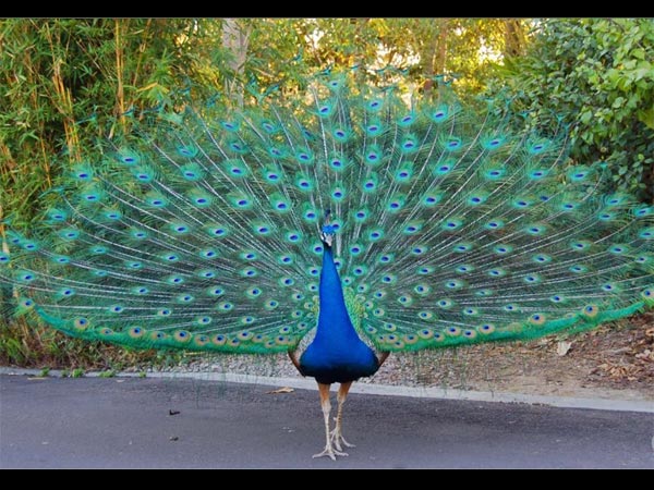 ಮಯಿಲಾದಂಪುರ 