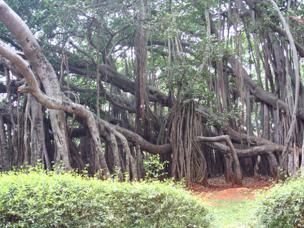 The Big Banyan Tree Bangalore