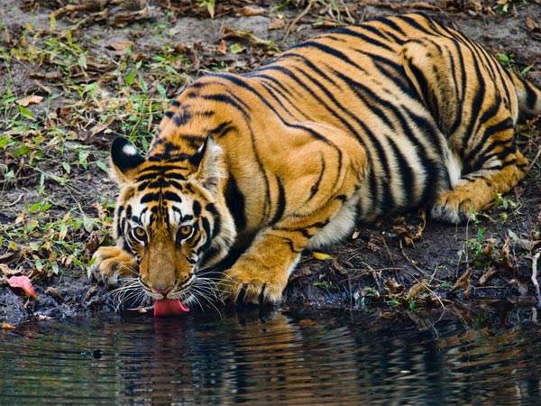 Tiger Sightings In India