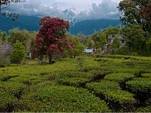 Palampur Hill Station Palampur Hill Station