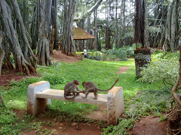The Big Banyan Tree Bangalore
