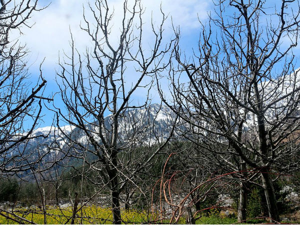 Palampur Hill Station Palampur Hill Station