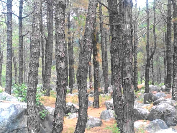 Palampur Hill Station Palampur Hill Station