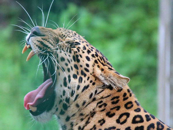 ಹಿಮಾಲಯನ್ ರಾಷ್ಟ್ರೀಯ ಉದ್ಯಾನವನ