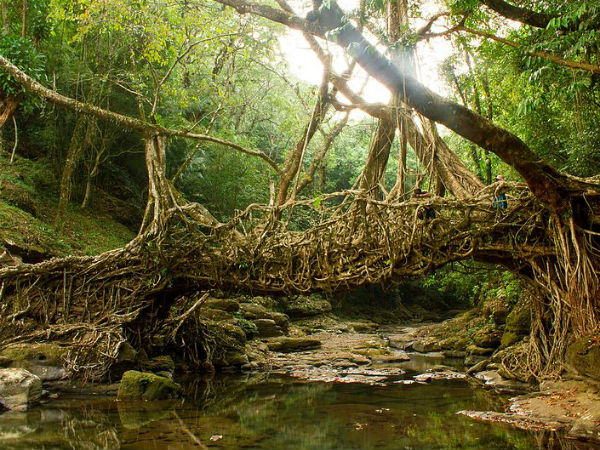 ಮೇವಾಲಿನಾಂಗ್, ಮೇಘಾಲಯದಲ್ಲಿ ಲಿವಿಂಗ್ ರೂಟ್ ಸೇತುವೆ