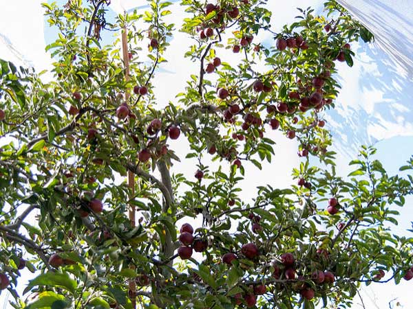 ತಮಿಳುನಾಡಿನ ವಲ್ಪಾರೈ