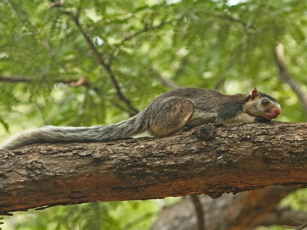 ಕಾವೇರಿ ವನ್ಯಜೀವಿ ಅಭಯಾರಣ್ಯ 