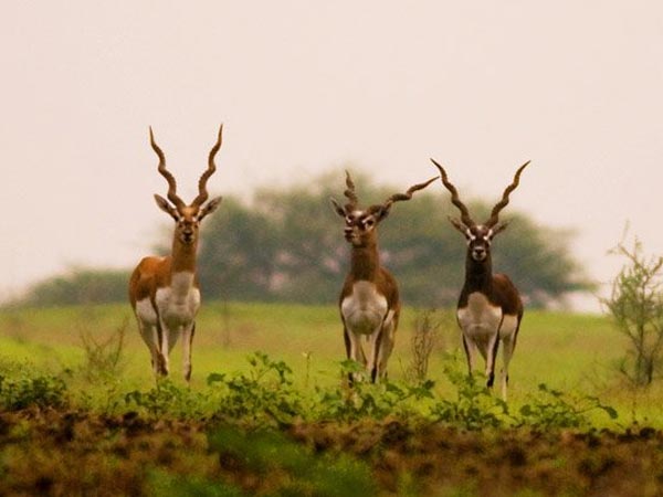 ರಾಣೆಬೆನ್ನೂರು ಕೃಷ್ಣಮೃಗ ಅಭಯಾರಣ್