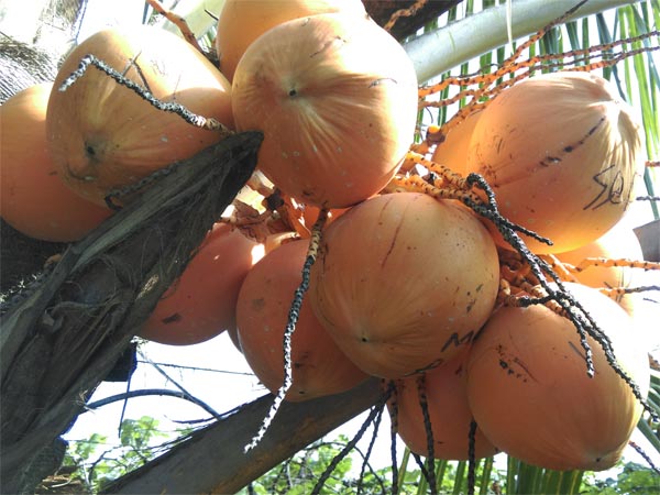 ತಿಪಟೂರು