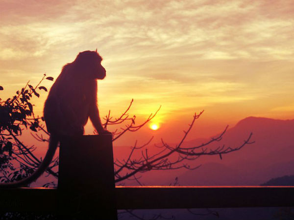 8. ವಯನಾಡ್