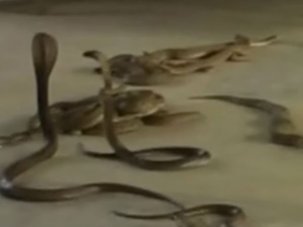 ಹಾವುಗಳು